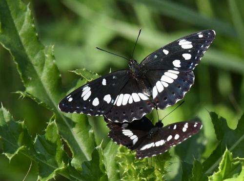 Limenitis reducta